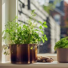 Coriander plant and herbs on windowsill
