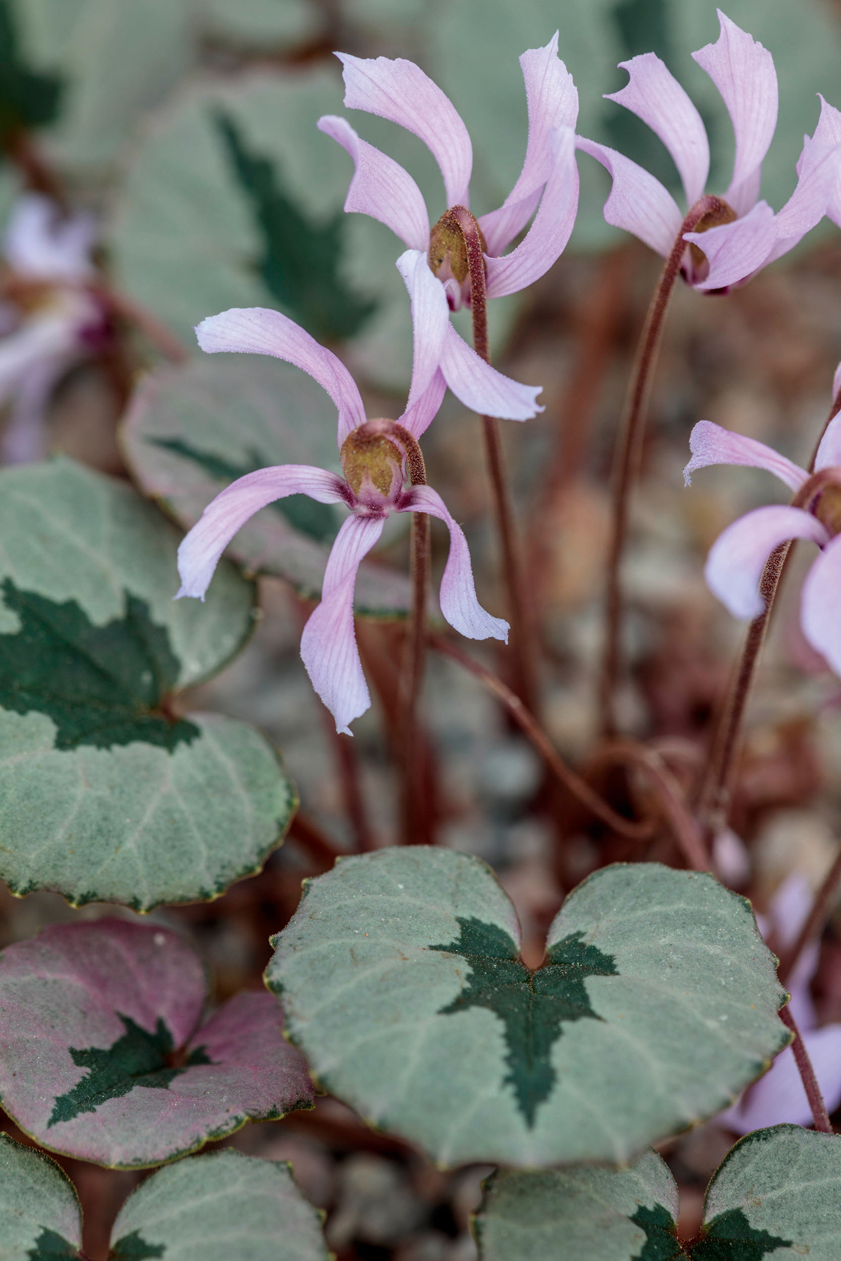C. mirabile &amp;lsquo;Tilebarn Nicholas&amp;rsquo;. Hardy cyclamen look at their best in drifts and under trees, always in well-drained soil.