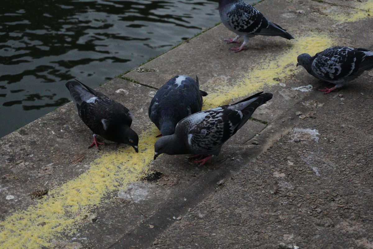 A photo of a group of pigeons eating breadcrumbs, taken on a Sony ZV-E10 II vlogging camera