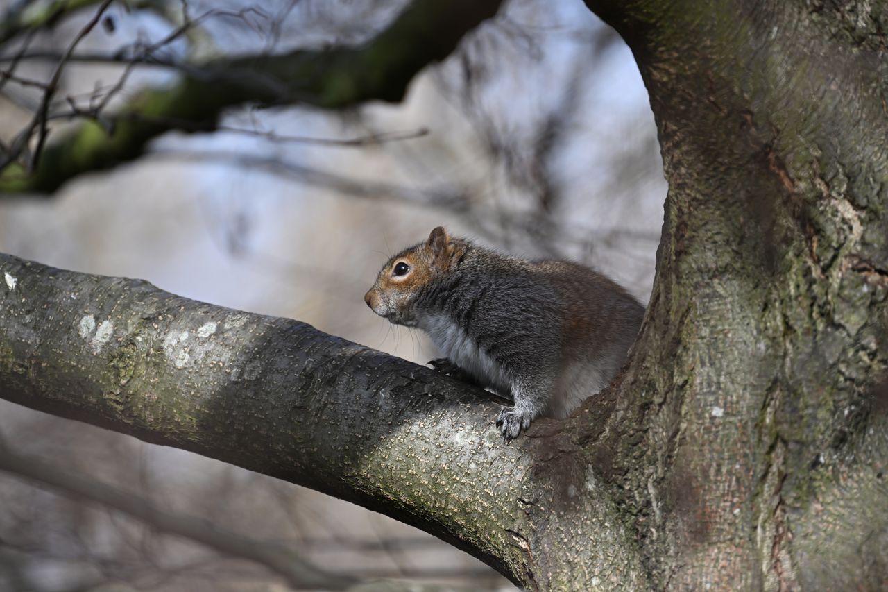 Nikon Z9 review: image samples