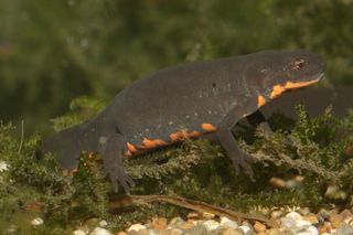 Millions of Chinese fire-bellied newts (Cynops orientalis) are being imported to the United States for the pet trade.