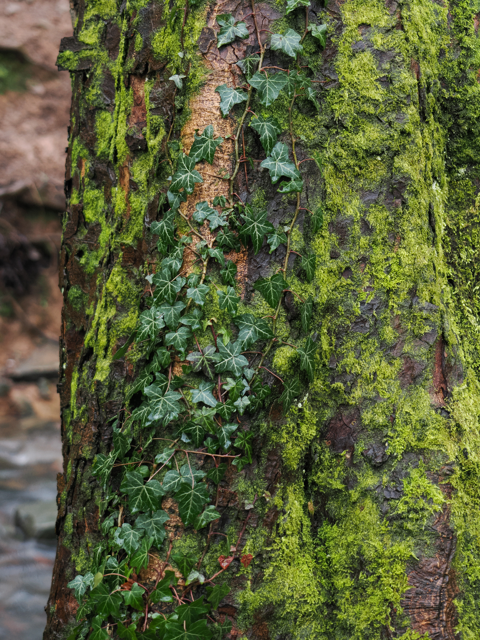 A photo taken on an OM System OM-1 Mark II Micro Four Thirds mirrorless camera