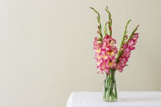 Gladioli in a vase