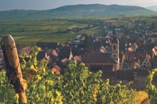 Schoenenbourg vineyards above the medieval historic village of Riquewihr Route des Vins Alsace France