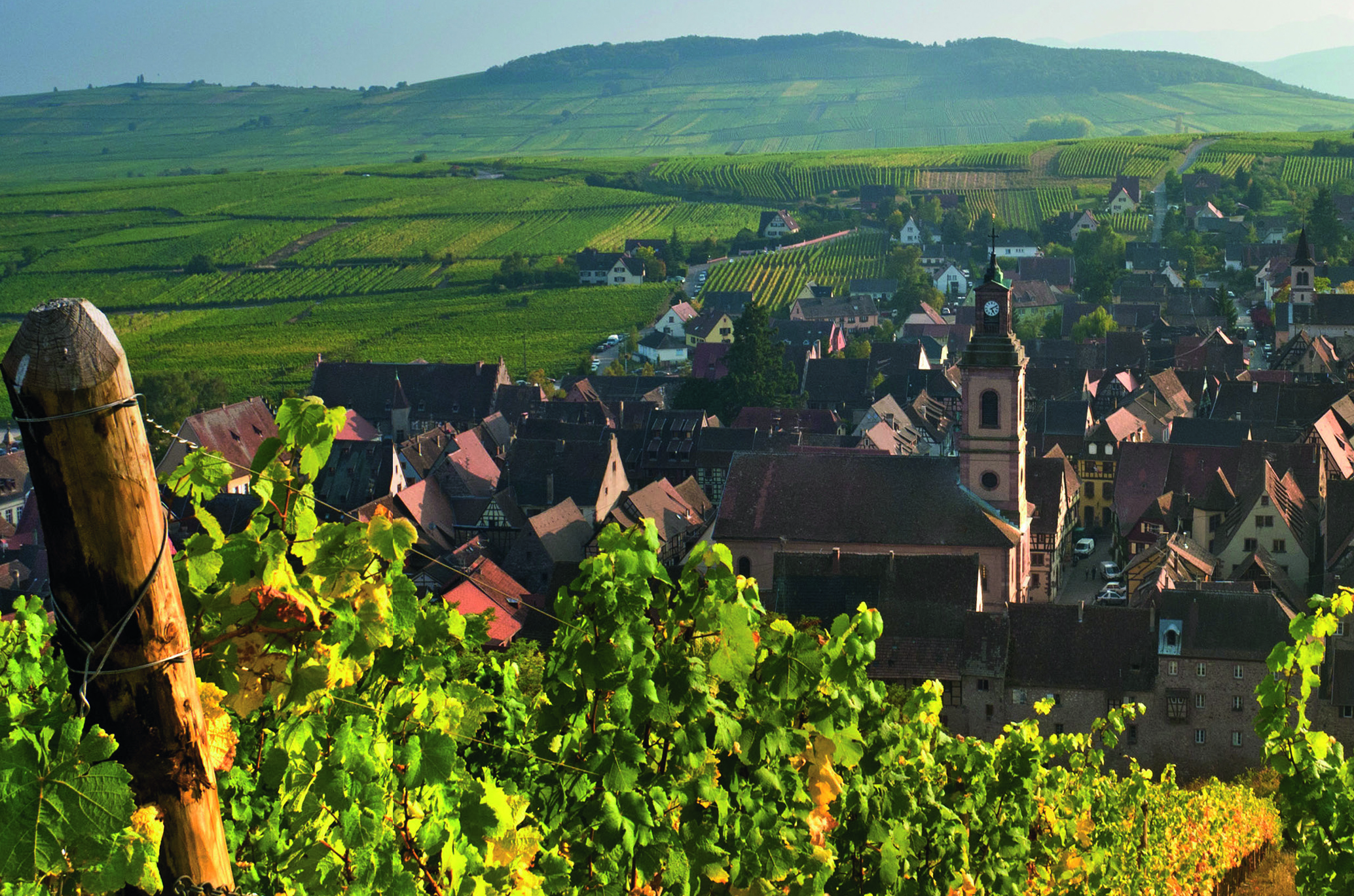 Schoenenbourg vineyards above the medieval historic village of Riquewihr Route des Vins Alsace France