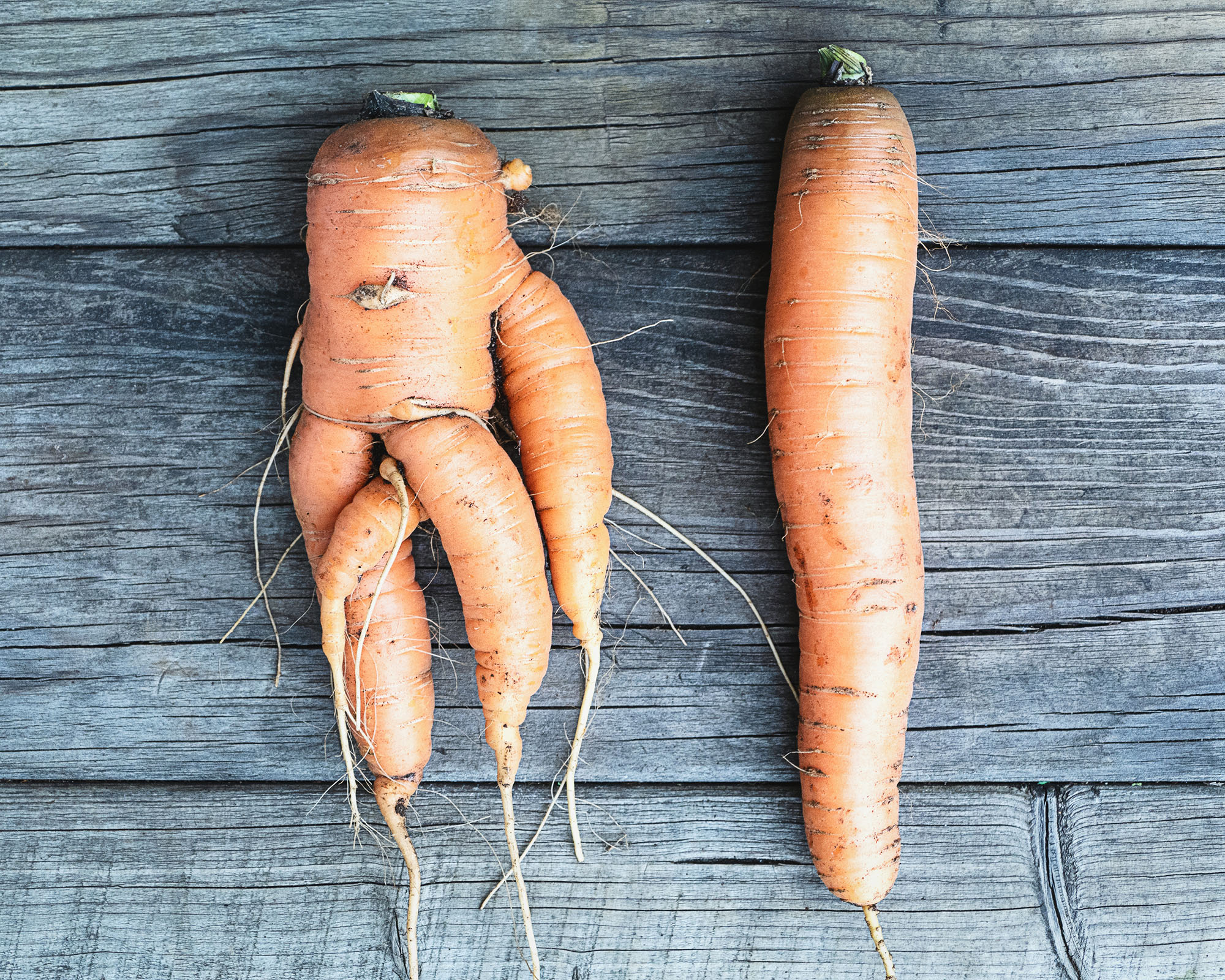 Ugly forked deformed carrot next to a regular straight one on a wooden background