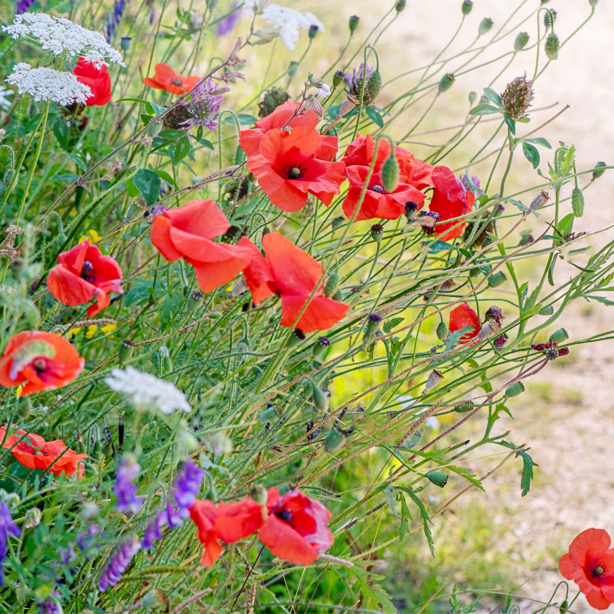 red poppies in garden border