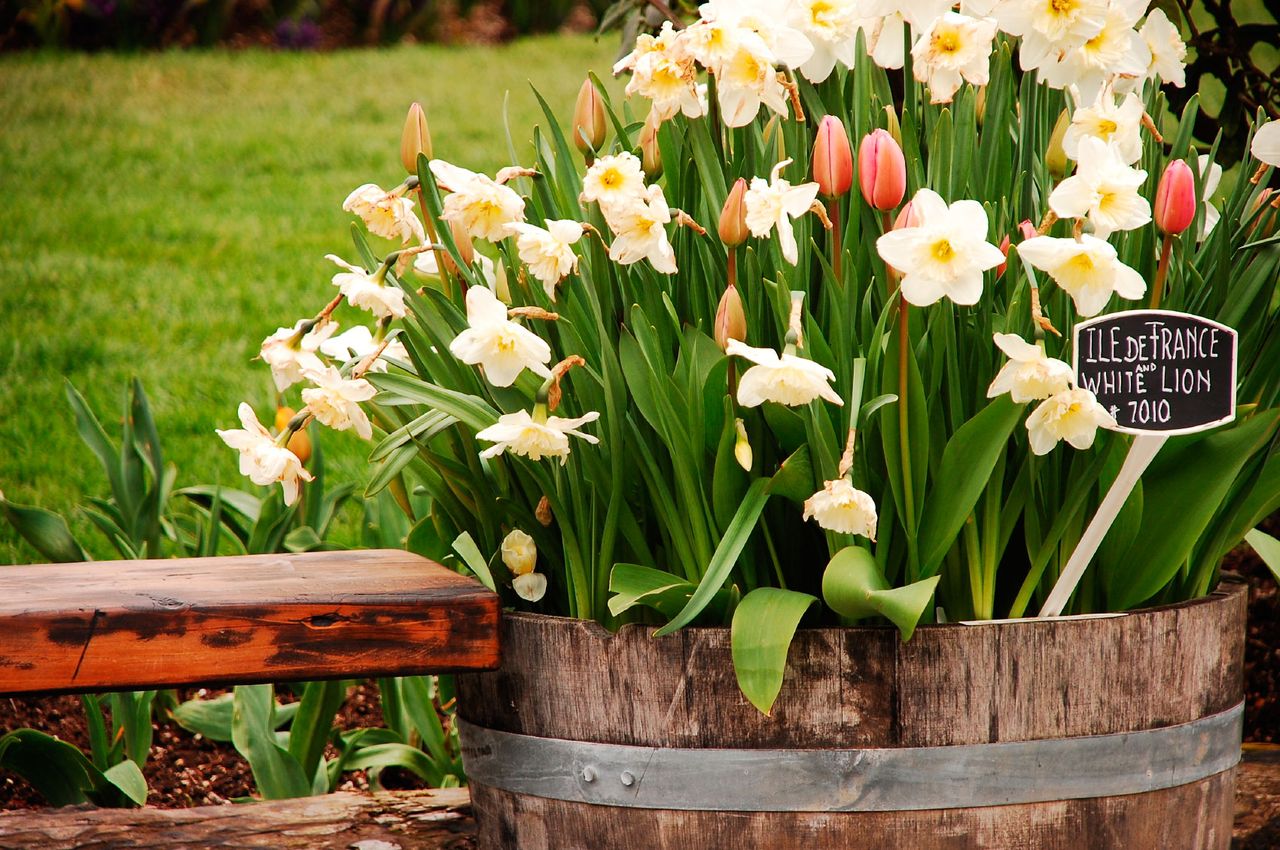 Flower Bulbs Planted In Large Container