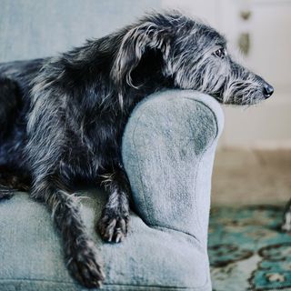 hairy black dog on blue arm chair