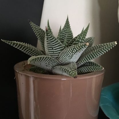 zebra haworthia