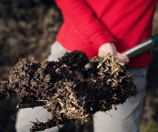 A forkful of cow manure being added to the garden soil