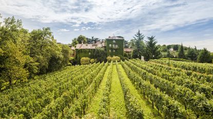 L'Albereta vineyard