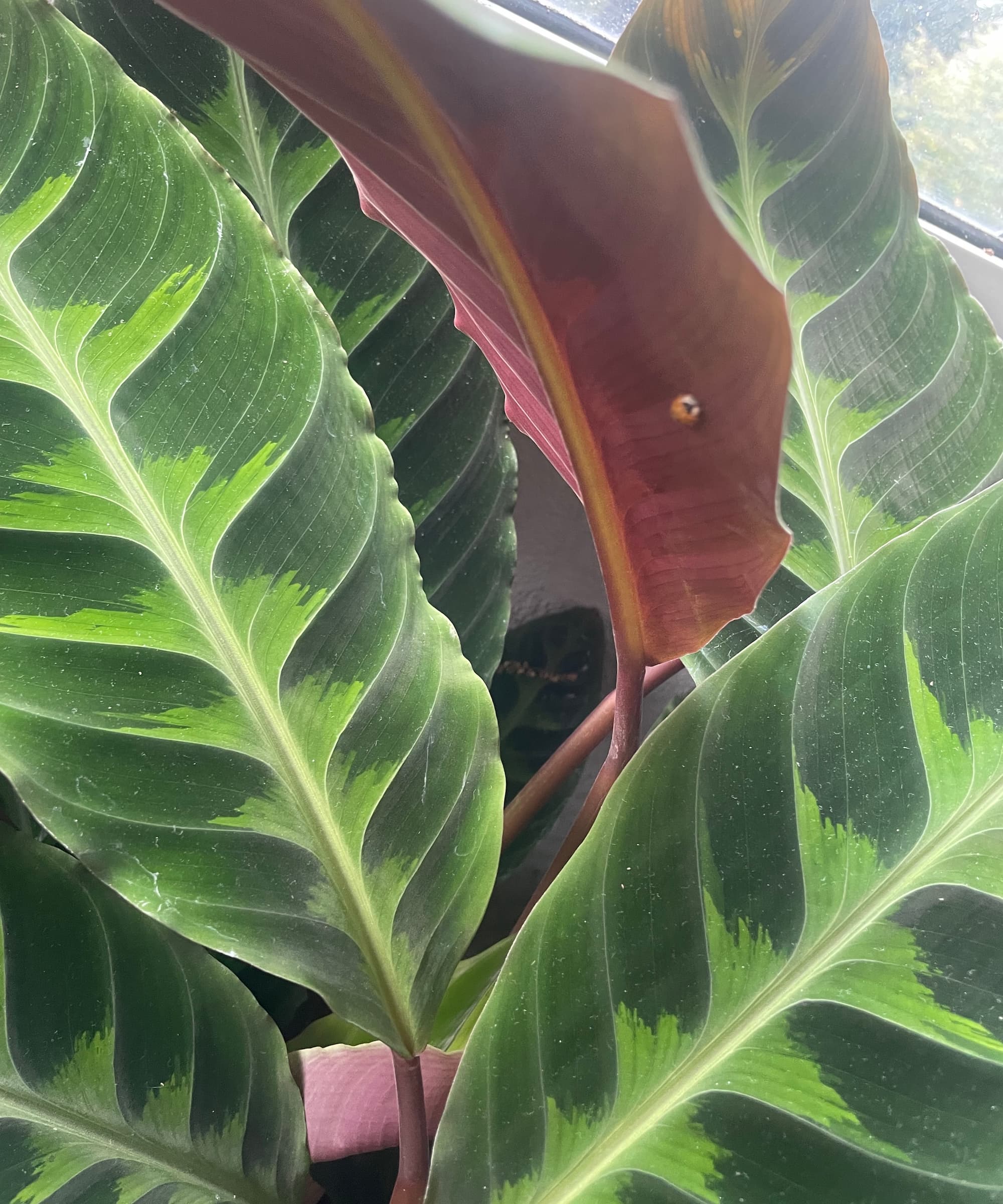 A ladybird on the underside of a calathea plant