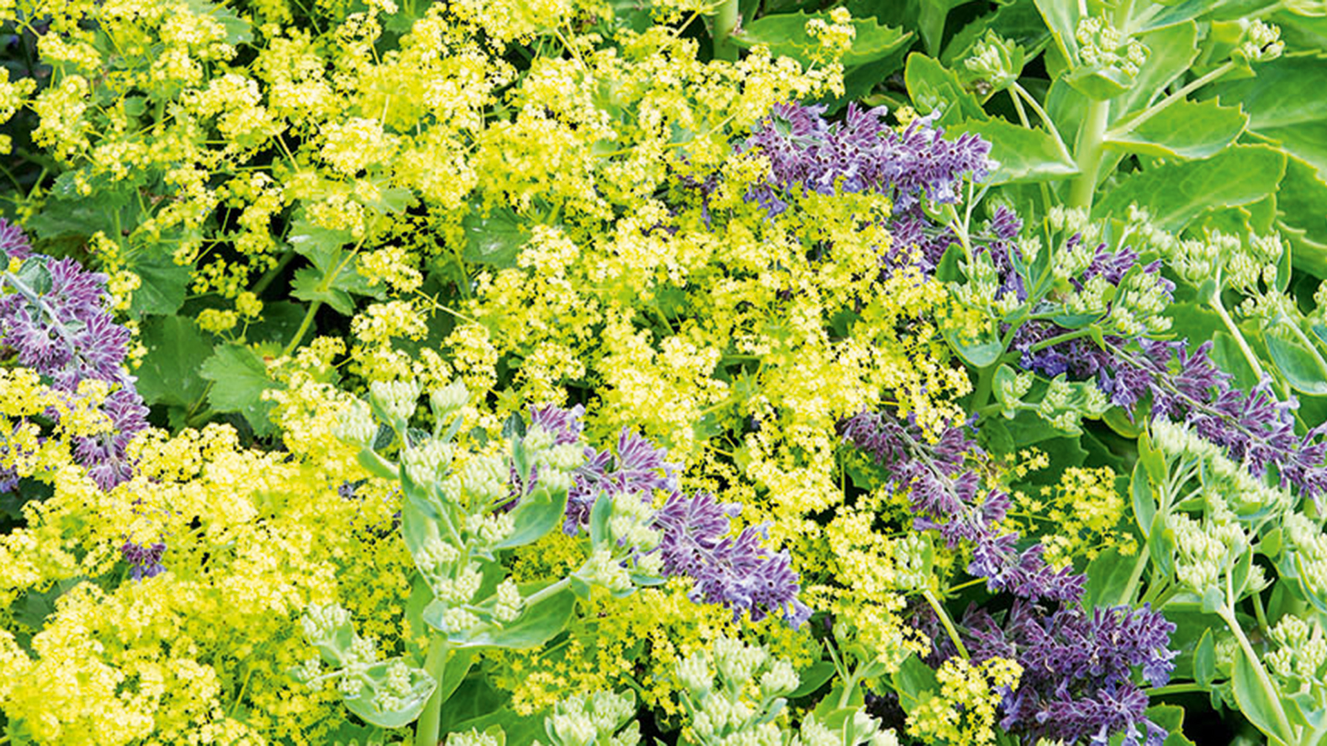 Alchemilla mollis