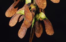 3-Acer-tree-seeds.jpg