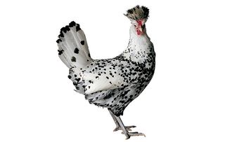 chicken breeds