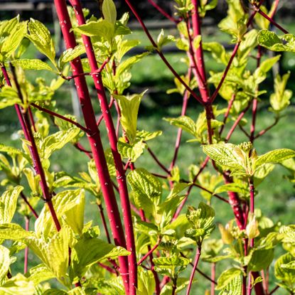 dogwood plants growing as new hedge showing red branches and green leaves