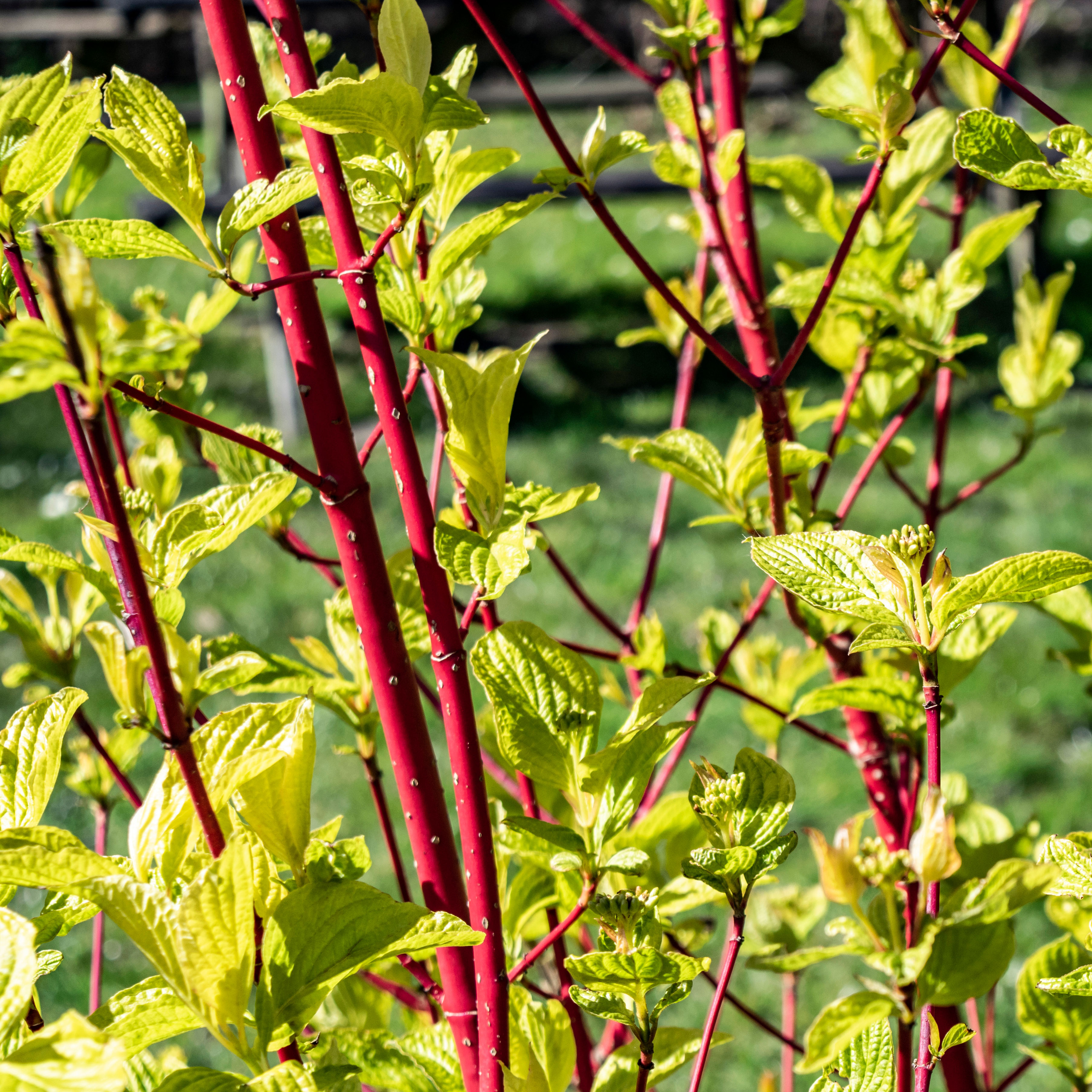 dogwood plants growing as new hedge showing red branches and green leaves