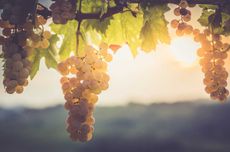 Grapes on wine with sun in background
