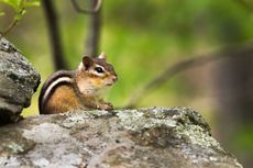 A chipmunk on a rock.