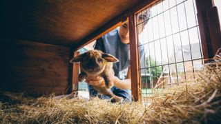 Boy putting rabbit back in hutch