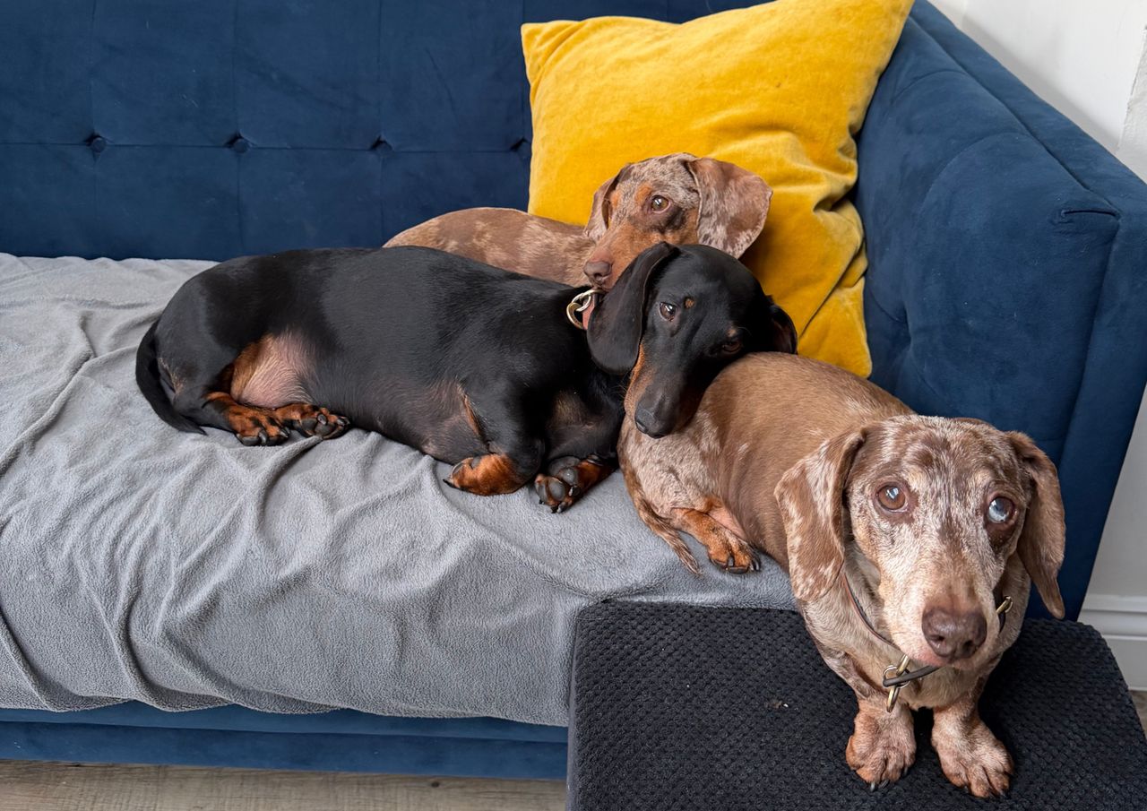A series of photographs showing a small group of dachshunds resting and spending time together in domestic settings &mdash; lounging on sofas and blankets, curled up asleep in patches of sunlight, sitting in the open boot of a car, and standing beside a decorated Christmas tree wearing festive collars. The dogs appear in different coat colours and patterns, including smooth and dapple, pictured indoors and at home in relaxed, companionable scenes.