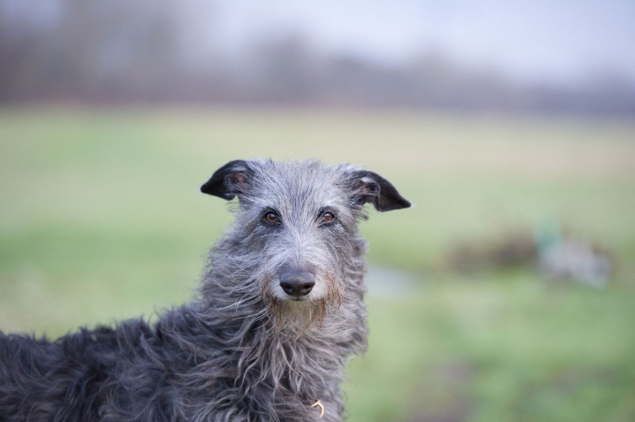 A Scottish deerhound looks towards the camera in an open landscape, its wind-tousled coat and distinctive long face set against a softly blurred countryside backdrop.