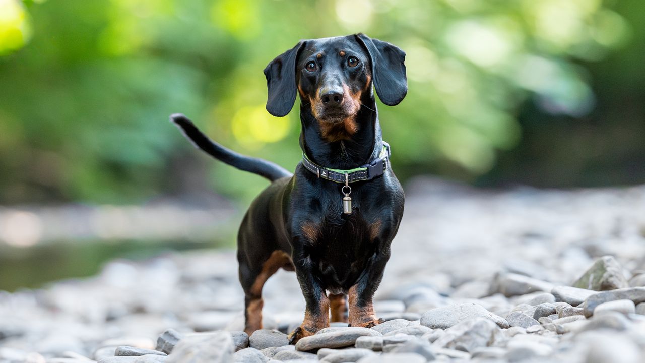 sausage dog stood next to a stream