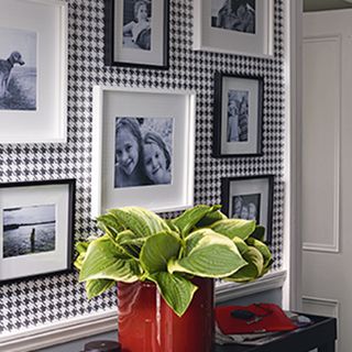 wallpaper with black and white frames and potted plant
