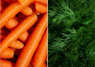 Carrots (L) & (R)Dill