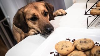 dog sniffing chocolate cookies