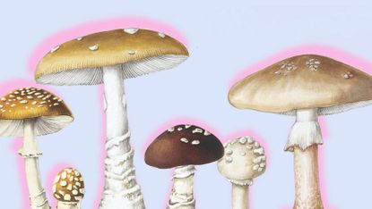 Mushroom, Edible mushroom, Agaricaceae, Shiitake, Agaricus, Fungus, Bolete, Agaricomycetes, Organism, Agaric, 