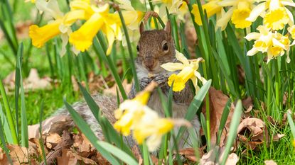 Grey squirrel sitting amongst yellow blooming daffodils in grass 