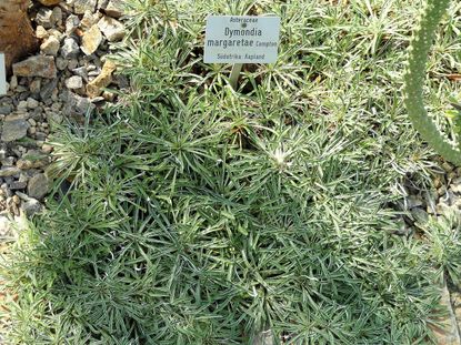 Dymondia Lawn