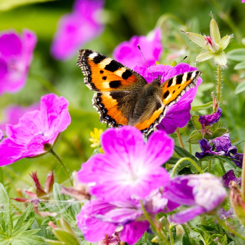 8 Butterfly Host Plants That Are Beautiful & Low-Maintenance ...