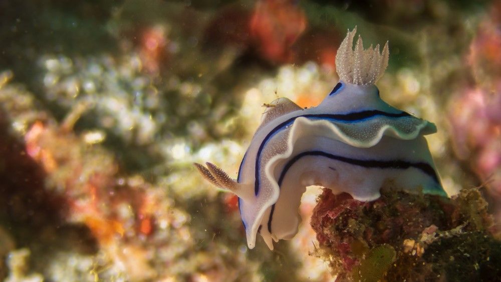 Blue nudibranch