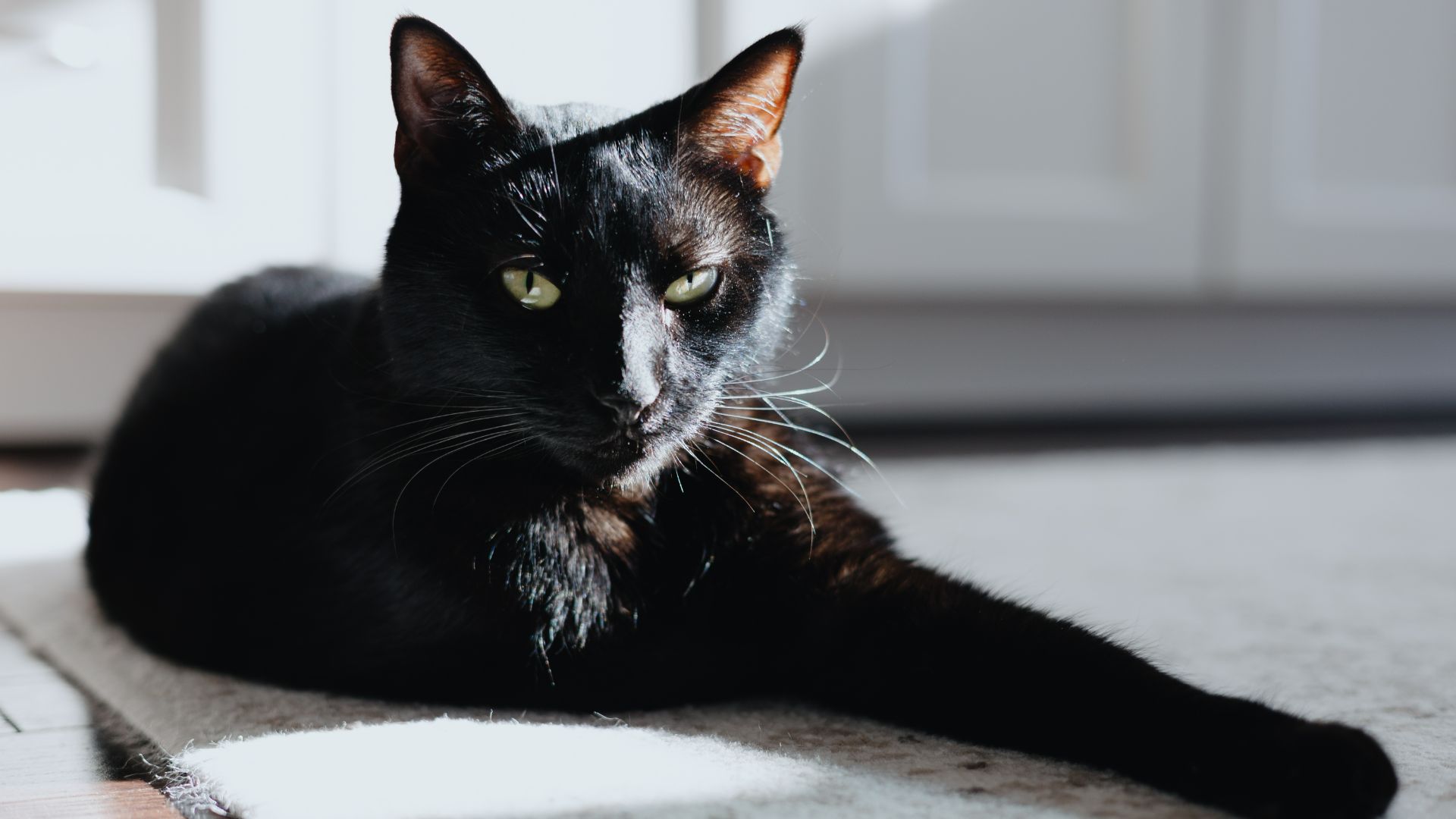 American shorthair sitting on rug