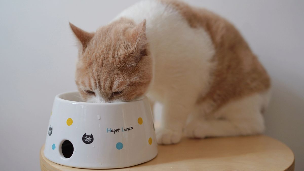 Should I elevate my cat’s food bowl? Here’s what a vet has to say ...