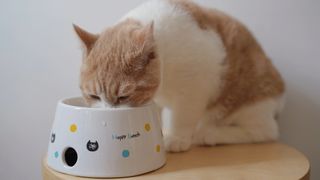 Cat eating from raised food bowl