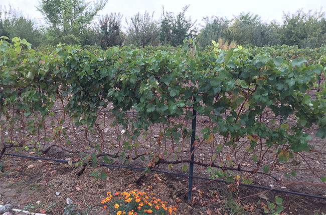 silver heights vineyard, ningxia
