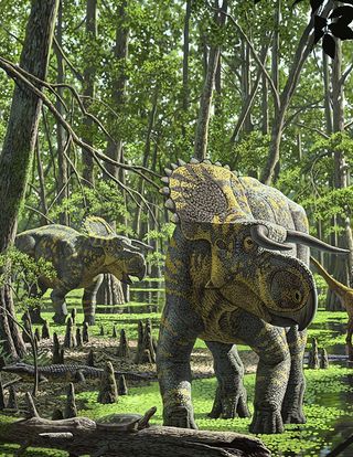 nasutoceratops in the forest