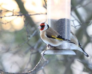 Goldfinch feeding on niger seeds