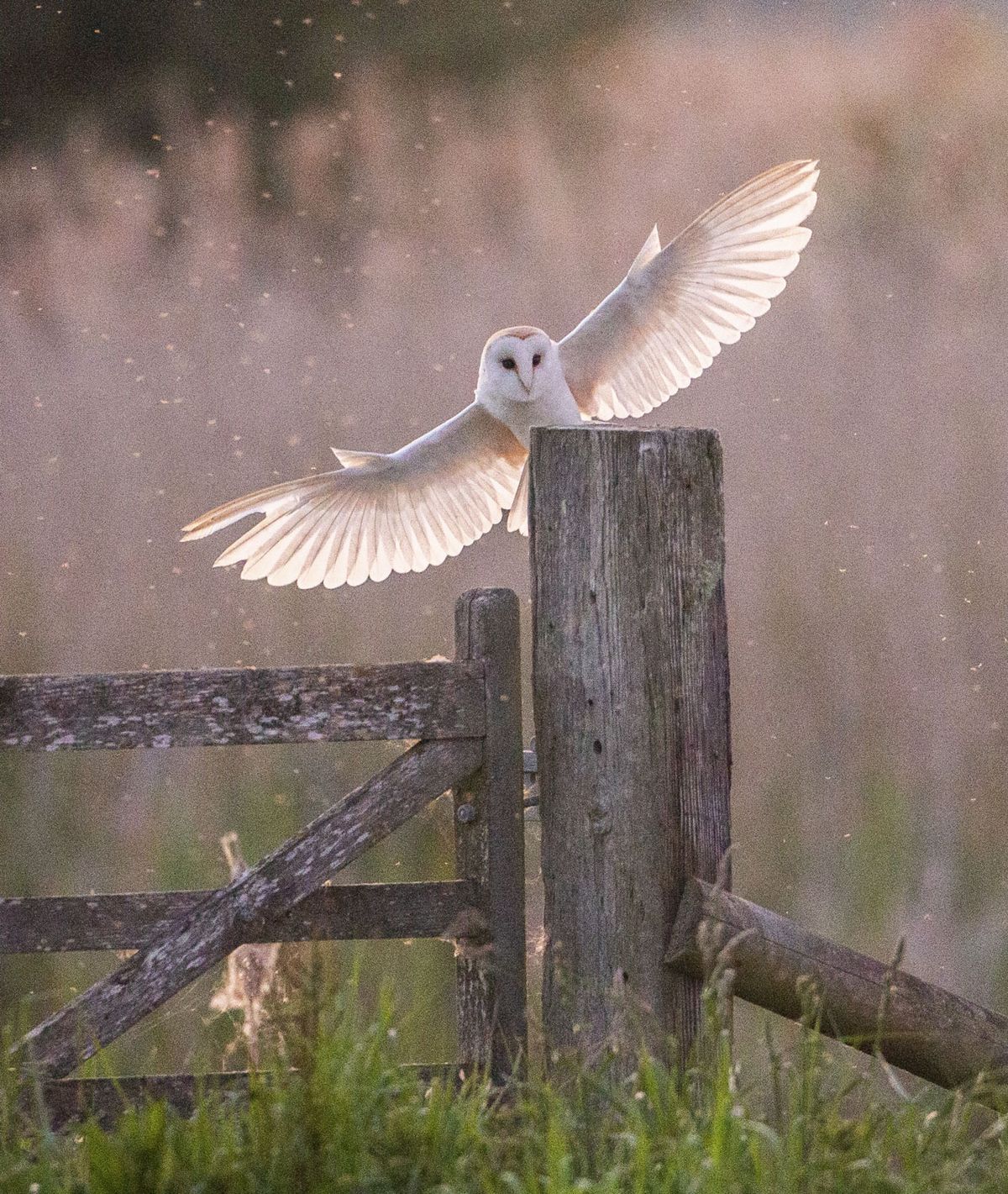 Wildlife