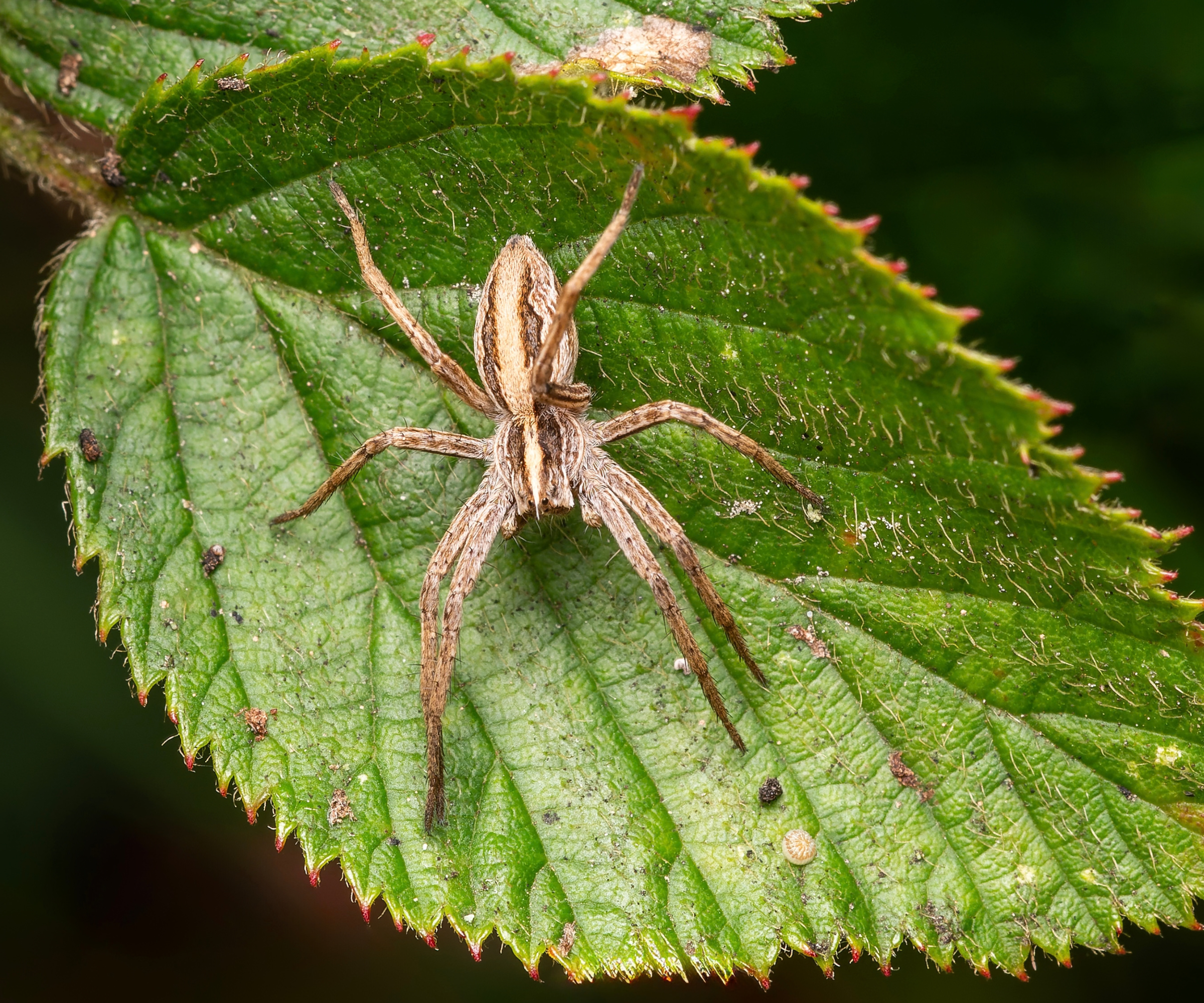 Birth month spiders