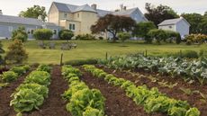 A vegetable garden outside a large house with a green lawn