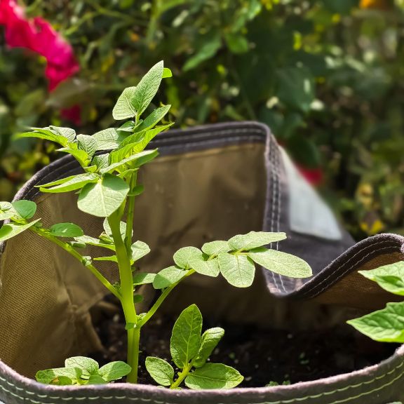 Grow Bag Pros And Cons - Advantages And Disadvantages Of Grow Bags