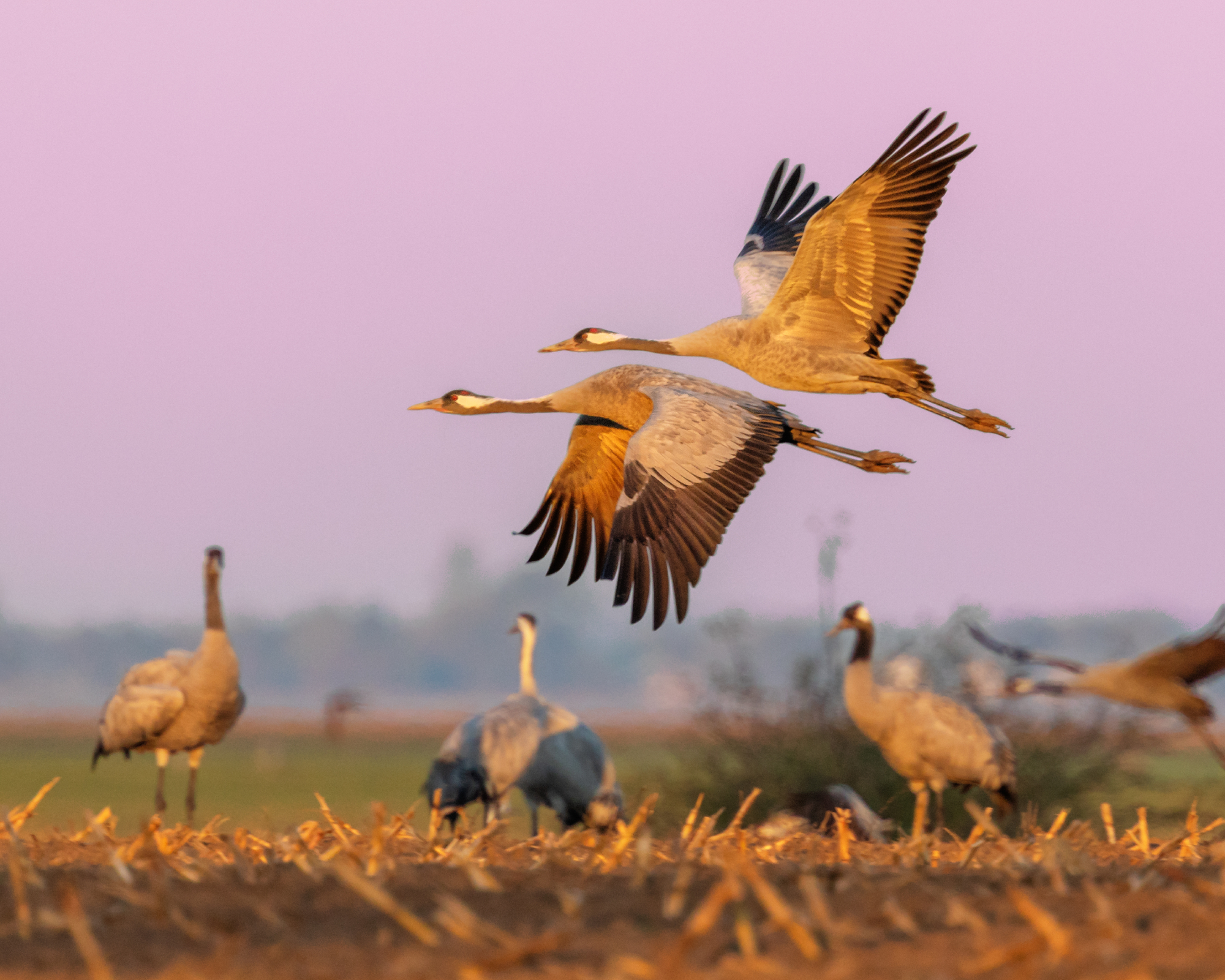 The common crane or Eurasian crane (Grus grus), gathering around the staging area in northern Germany before the autumn migration.