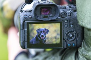 PhotoPlus Pet Portraits Apprentice