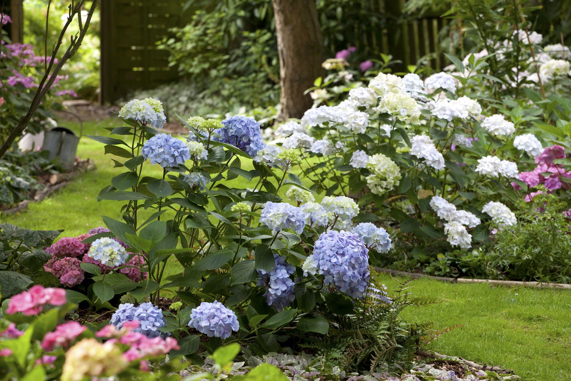 How to deadhead hydrangeas according to gardening author and expert