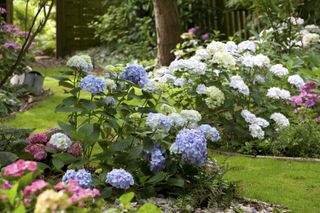 Hydrangeas growing in a garden